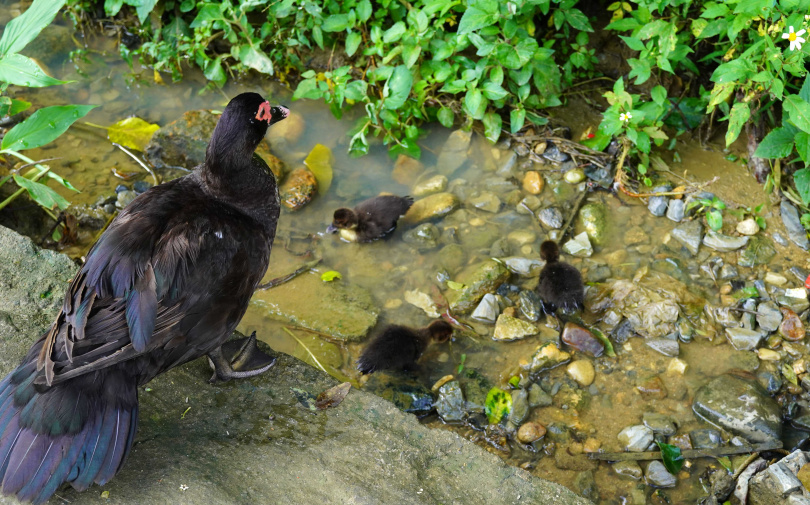 健行途中偶遇鴨群，在玩水的鴨寶寶們相當可愛。（圖／魏妤靜攝）