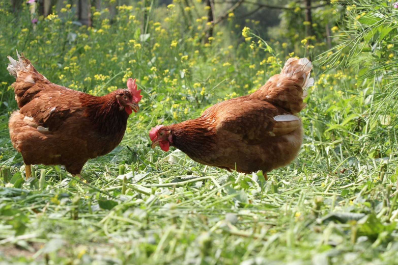 勤億蛋品科技於嘉義梅山鄉飼養的放牧蛋雞，能在大自然中自在奔跑。