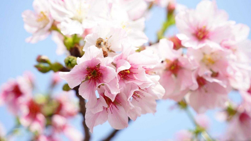 適逢櫻花季朋趣園區內的八重櫻、吉野櫻也陸續綻開！