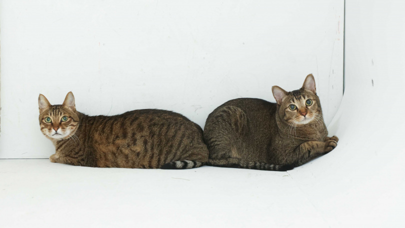 兩貓收養時間僅相差3個月時間，葉諾帆表示除了是緣份外，兩貓在家也可以互相陪伴。（圖／林士傑攝）
