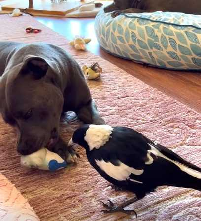 比特犬和喜鵲搶玩具，但情緒卻無波瀾。（圖／翻攝自臉書）