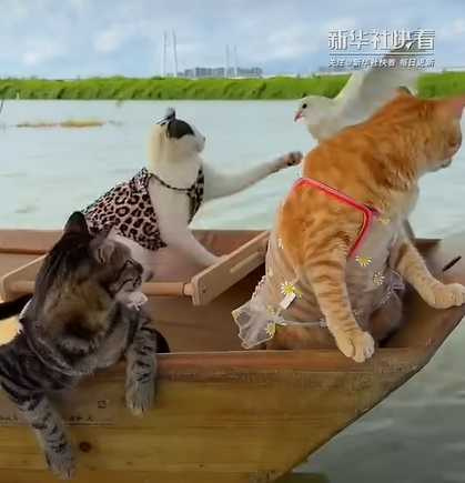 貓咪每天的生活愜意有趣,讓網友直呼羨慕。(圖/翻攝YT@環視頻)