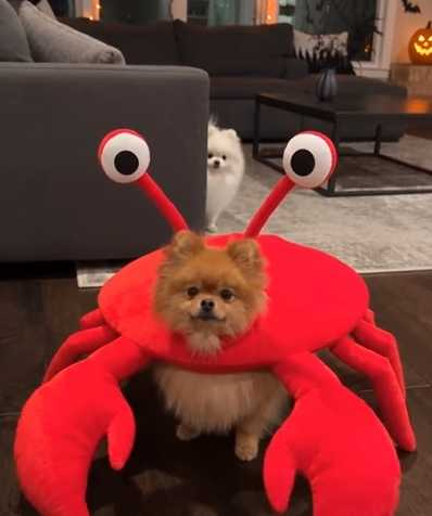 博美犬裝扮成螃蟹。(圖/翻攝自臉書)