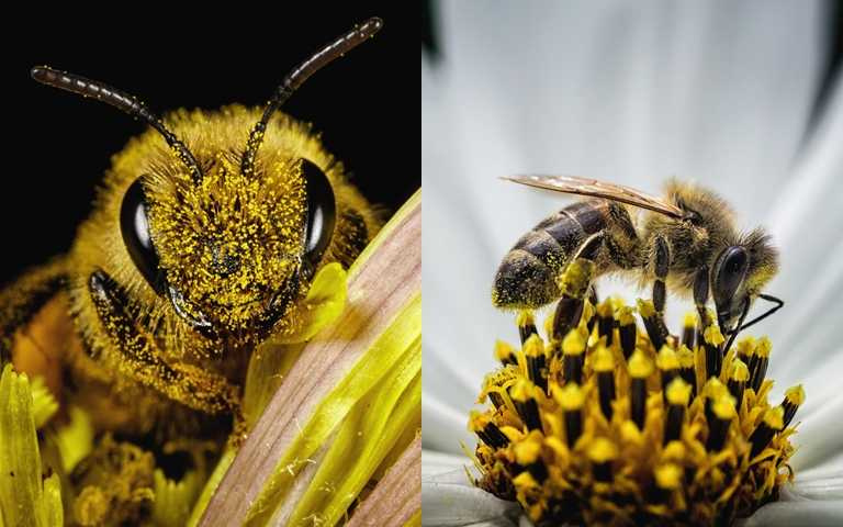 正因為感受到蜜蜂的重要性，嬌蘭更希望能透過各種不同保育計畫、保育活動來持續守護蜜蜂。（圖／品牌提供）