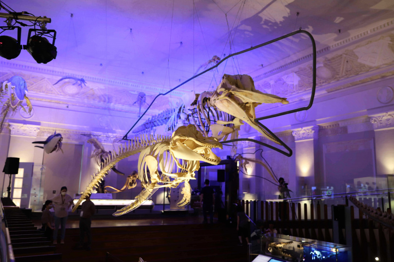 現場展出「短肢領航鯨骨骼標本」（前）、「抹香鯨骨骼標本」（後）