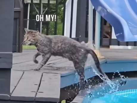 貓咪耍懶耍到一半，意外落水。（圖／翻攝自臉書）
