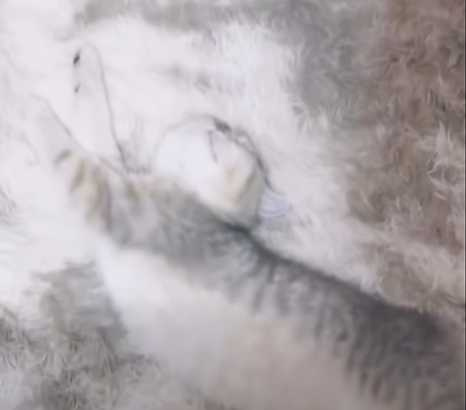 貓咪隱身大集錦。（圖／翻攝自臉書）