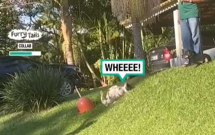 狗狗玩溜滑梯。（圖／翻攝自臉書）