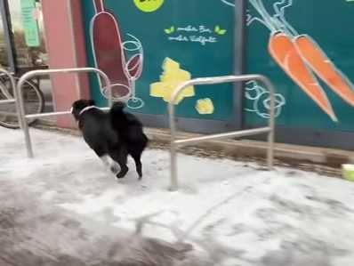 邊牧跑酷。（圖／翻攝自臉書）