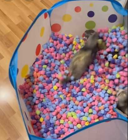 雪貂看到球池好興奮。（圖／翻攝自臉書）