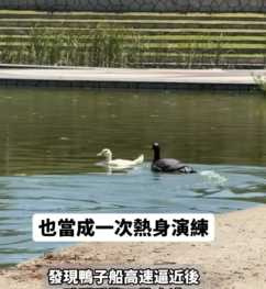 模型鴨在湖面狂追真的鴨。(圖/翻攝自臉書)