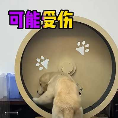一生倔強的狗狗。（圖／翻攝自臉書）