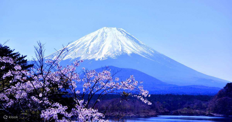 日本富士山賞櫻