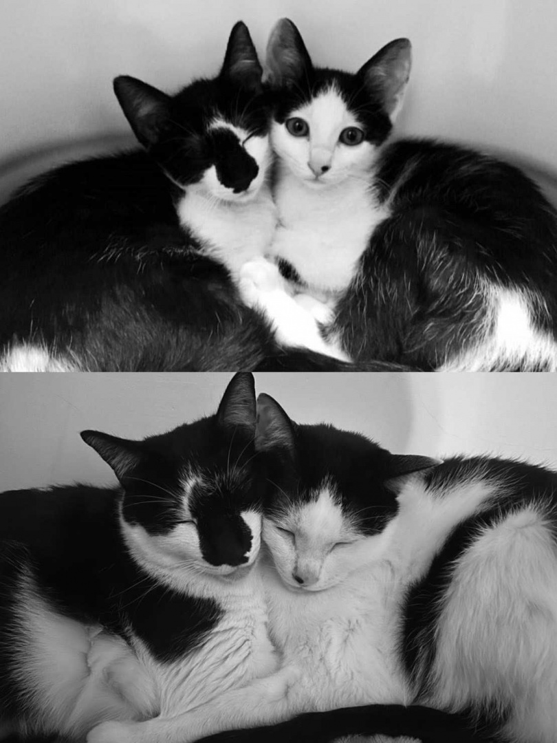 貓兄弟成為毛家人的第一天（上圖），八年過去的對比（下圖），貓兄弟依舊感情很好，只有體型上的變化。（圖／三立藝能）