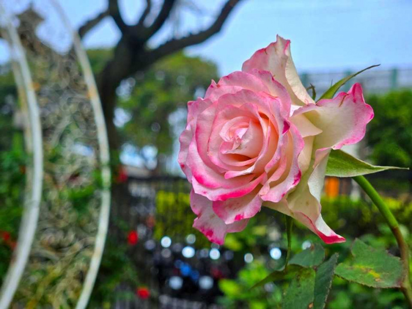 台北玫瑰展花朵陸續綻放,花況預計下周最美。(圖/翻攝台北玫瑰園臉書)