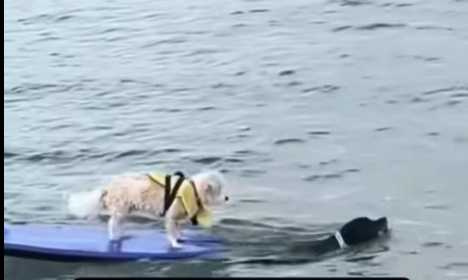 黑狗兄跳下水拯救同袍。（圖／翻攝自臉書）