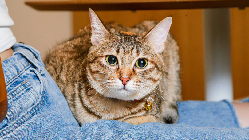 奇異果原本是路上的小貓咪，被劉凱杰與室友帶回家。（圖／趙文彬攝）