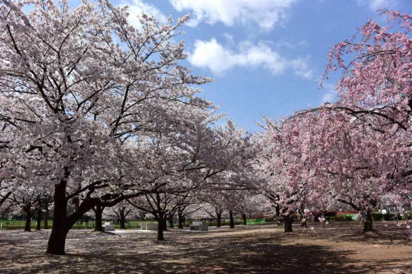 木場公園腹地廣大，栽種著各種不同的櫻花，美不勝收。