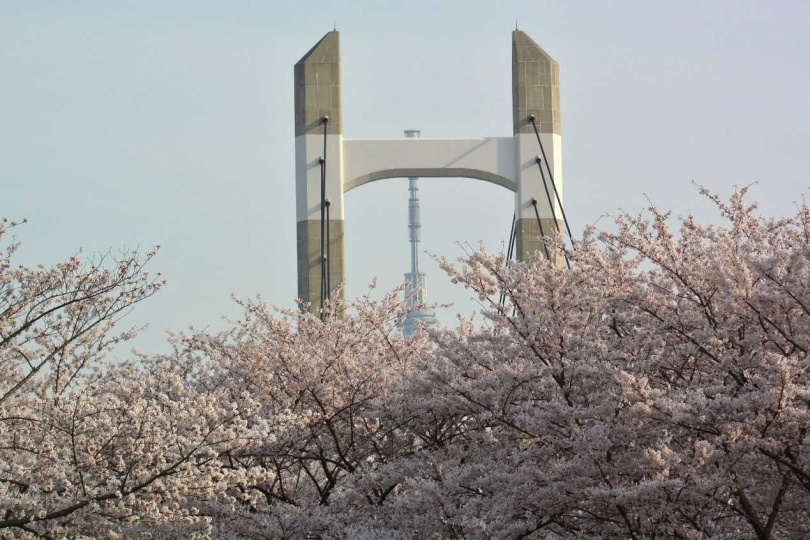 在木場公園可以捕捉到櫻花、木場大橋與東京晴空塔交疊的同框畫面。