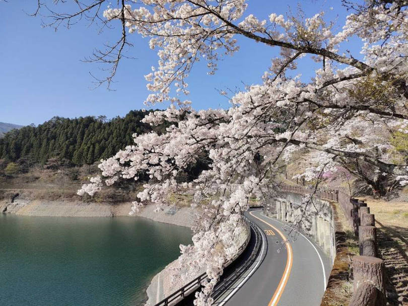 圖9：奧多摩湖邊的櫻花盛開，可在步道上盡情觀賞，也適合駕車遊覽。
