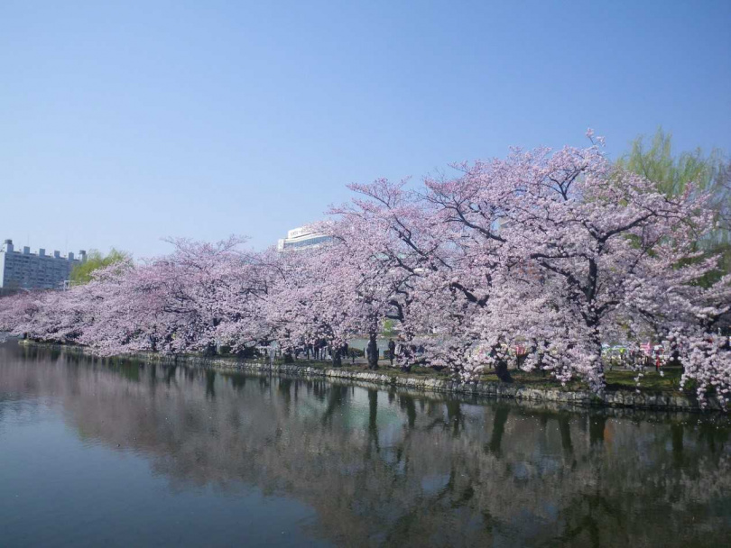 上野公園內的櫻花盛開景象極富魅力，夜間打燈也享有盛名。