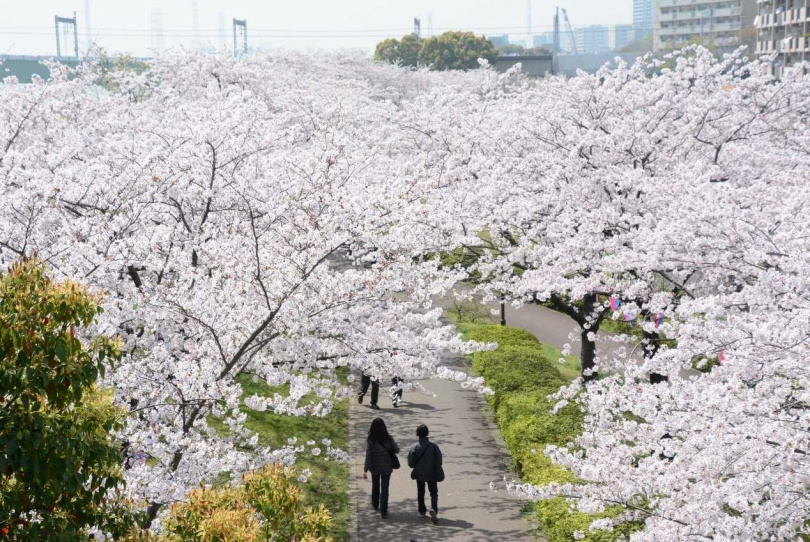 圖6：小松川千本櫻櫻花長廊綿延約2公里，相當壯觀。