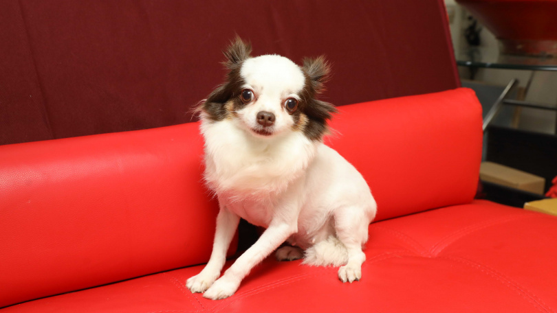 鮑正芳的愛犬mojo個性乖巧,從不讓她費心,只有當初帶回來時因為濕疹擦藥擦了兩個月才好。(圖/侯世駿攝)