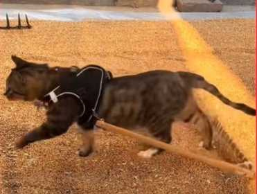 貓咪翻麥，化身成犁貓。（圖／翻攝自臉書）