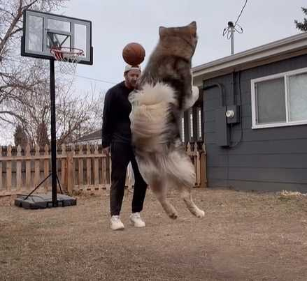 男子打籃球意外遭狗狗偷襲。（圖／翻攝自臉書）