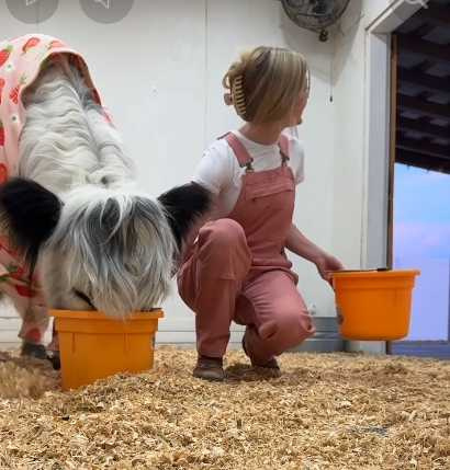 母牛們的睡前儀式。(圖/翻攝自臉書)