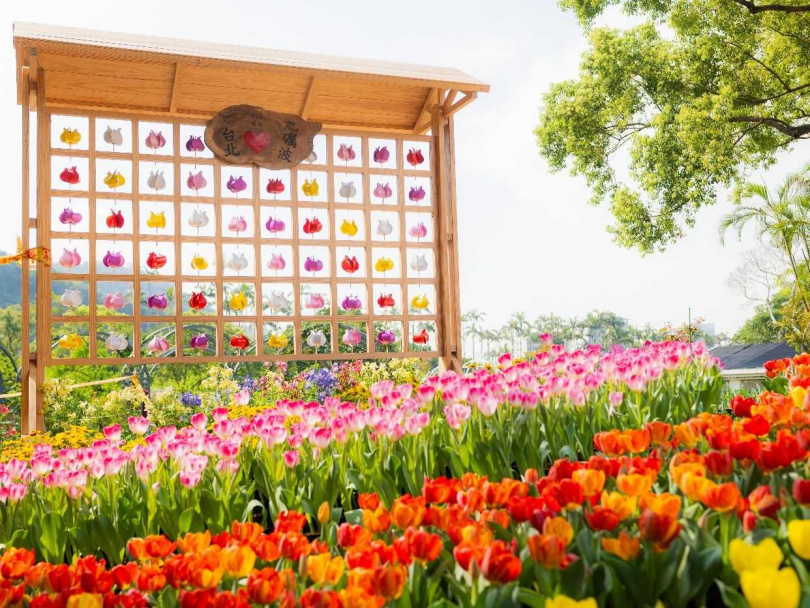 此次鬱金香展還選用日本品種，組合成鬱金香風車，象徵帶來好運的「風神祈願」。（圖／台北市政府提供）