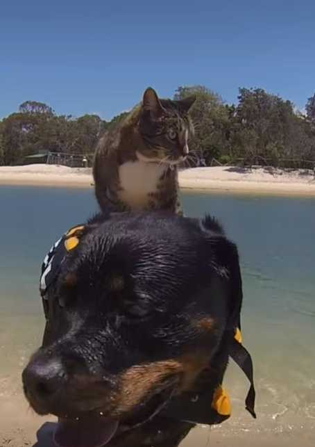 貓咪把狗當水上計程車。（圖／翻攝自臉書）
