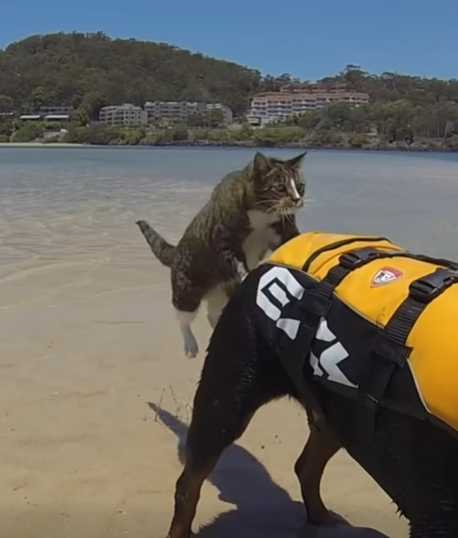 貓咪把狗當水上計程車。（圖／翻攝自臉書）