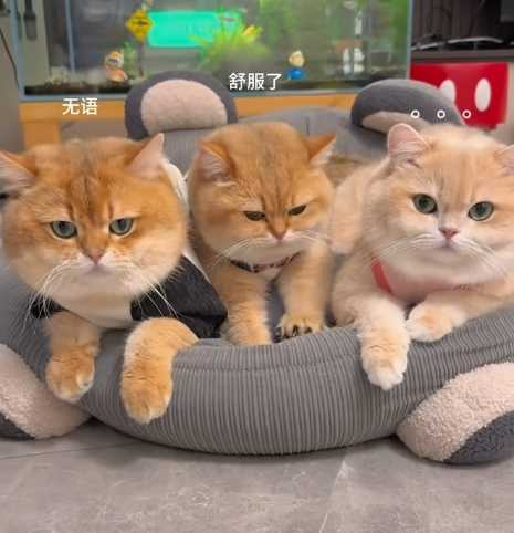 貓夫妻有了孩子後，兩人的相處時間全沒了。（圖／翻攝自臉書）