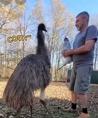 影片介紹鴯鶓的特性。（圖／翻攝自臉書）