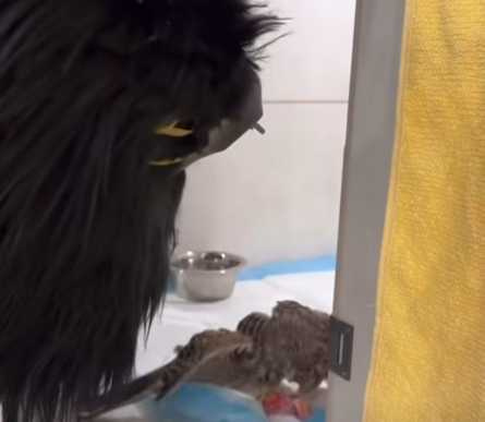 人類用手偶餵食小鳥。(圖/翻攝自臉書)