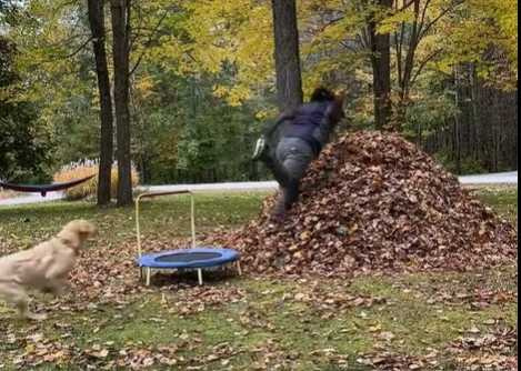 主人比狗狗更貪玩。（圖／翻攝自臉書）