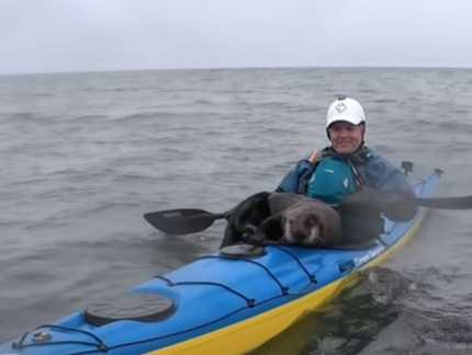 親人的海獺溜上人家的皮划艇。（圖／翻攝自臉書）