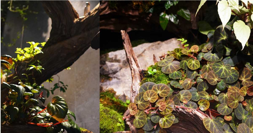 「花染木」生態缸蘊藏19種秋海棠，包括「九九峰秋海棠」（左）與「倬雲秋海棠」。