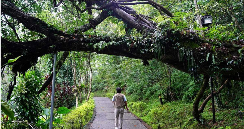 在「綠廊散策」免費遊程中可實際看見台灣原生的大葉楠與榕樹之間的共生共存，以及其他植物的寄生生態。