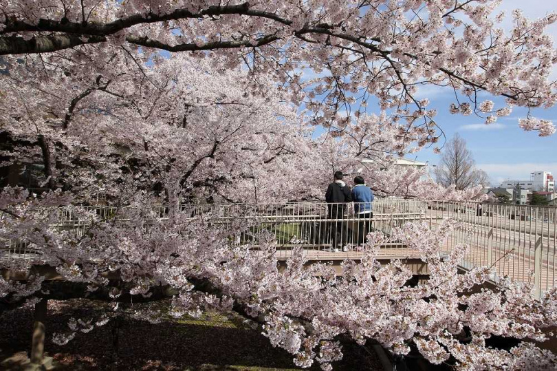 「櫻花之庭（能代市役所）」不論是坐在市公所的長椅上或是從一樓停車場遠望，都可以從各種角度欣賞櫻花之美。