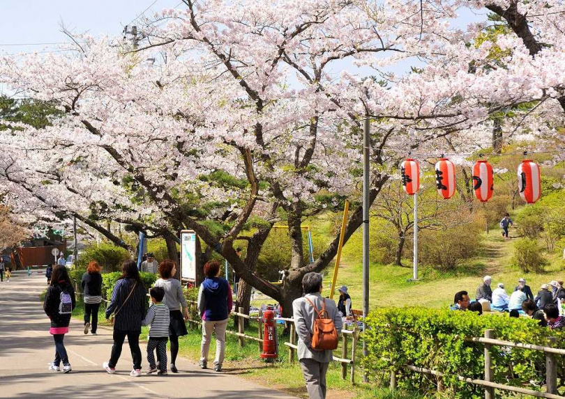 「能代公園」將白神山地盡收眼底的能代公園裡，以吉野櫻為主共有約400株的櫻花。