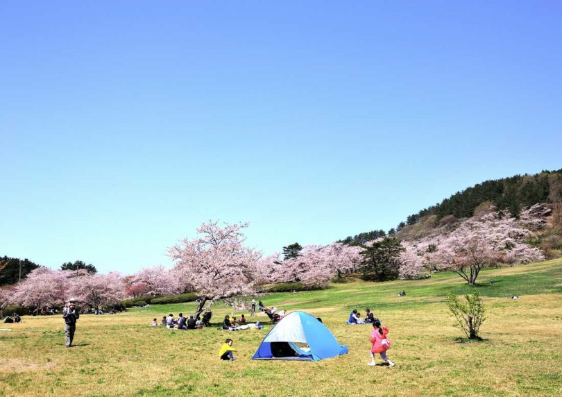 「御所之台公園」內約近千棵櫻花樹，花季期一片粉色花海與日本海相映成趣。