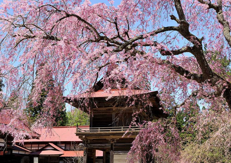 「多寶院」這座由久保田藩士多賀谷氏於1489年創建的歷史悠久的寺廟，是枝垂櫻的知名景點，春天一到，許多遊客為了賞櫻慕名前來。