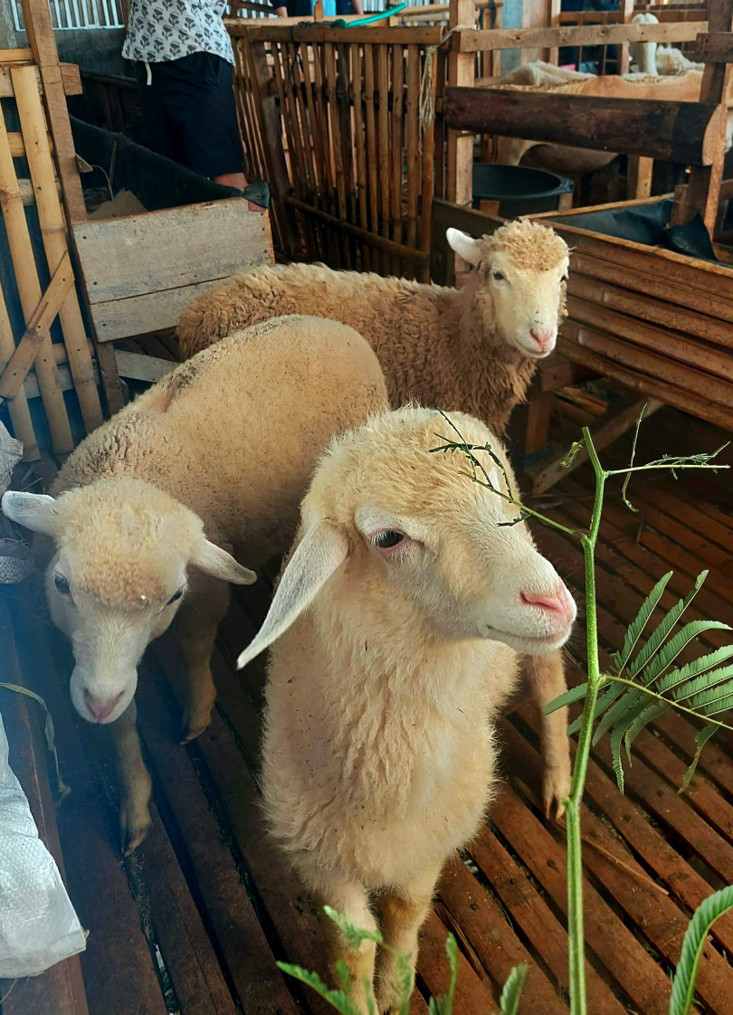 入住Kucur村翌日會體驗當地日常農事，例如餵牛羊。（圖／魏妤靜攝）