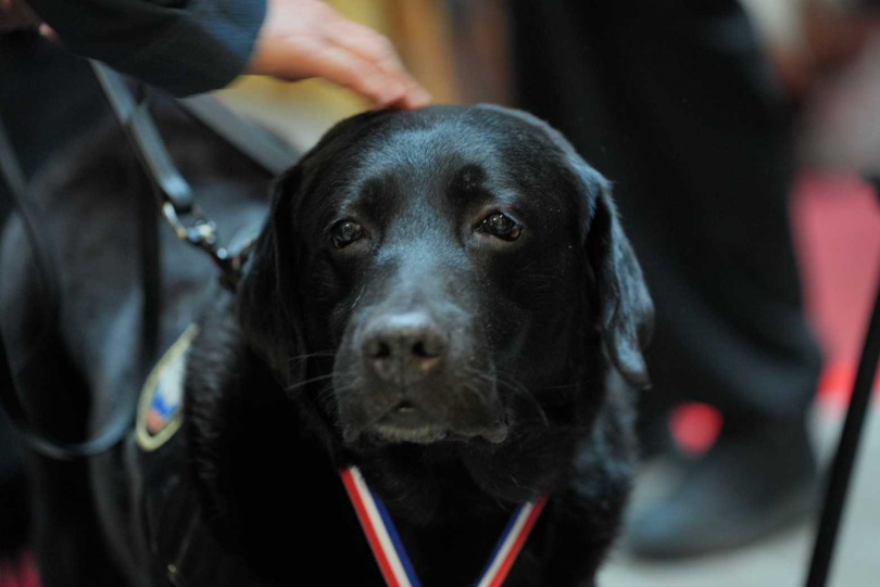 全台唯一血跡偵蒐犬福星即將退休，由領犬員帶回家照顧一生。（圖／新北警察局提供）