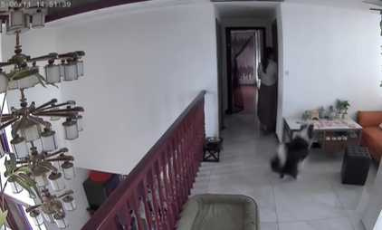 邊牧幫男主拿點零用錢。（圖／翻攝自臉書）