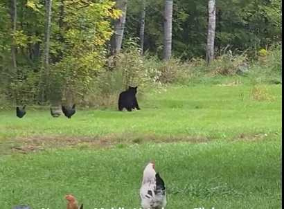 黑熊被雞群追。(圖/翻攝自臉書)