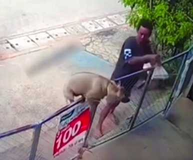 狗狗回到自己地盤才敢撒野。(圖/翻攝自臉書)