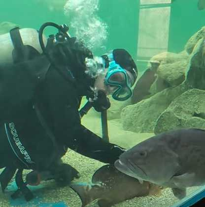 石斑魚吃醋畫面。（圖／翻攝自臉書）